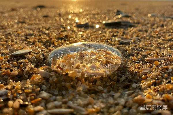 高清摄影 海滩上的贝壳