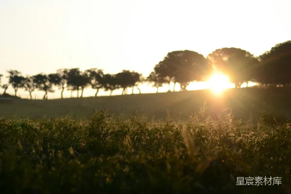 高清摄影 夕阳下树木的剪影