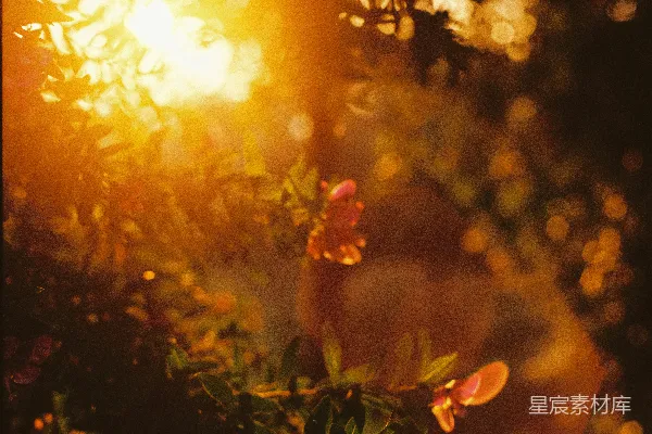 高清摄影 绿色的叶子植物