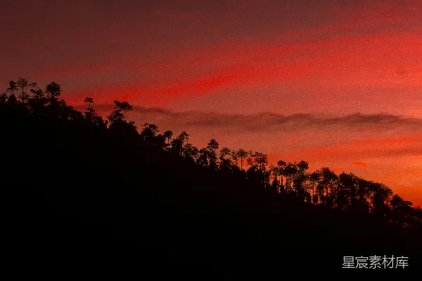 高清摄影 夕阳下树木的剪影