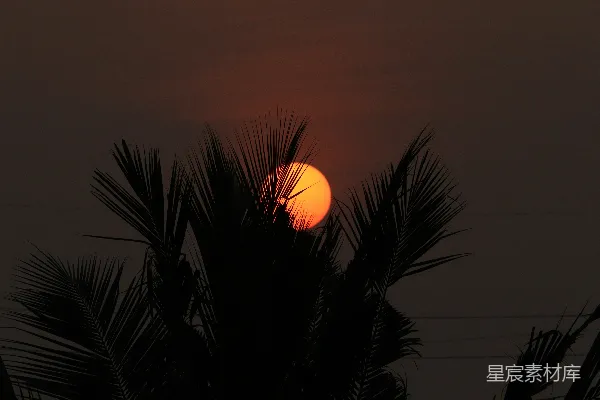 高清摄影 太阳正落在这棵棕榈树后面。