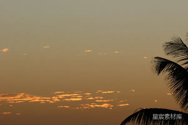 高清摄影 一株棕榈树在夕阳下剪影。