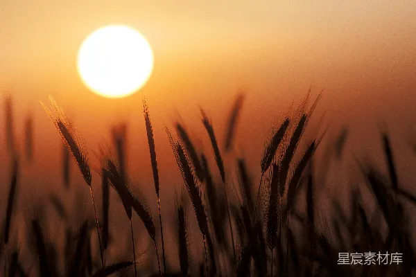 高清摄影 夕阳照耀在一片高草地上。