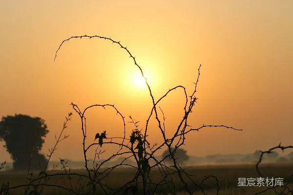 高清摄影 夕阳下的无叶树剪影