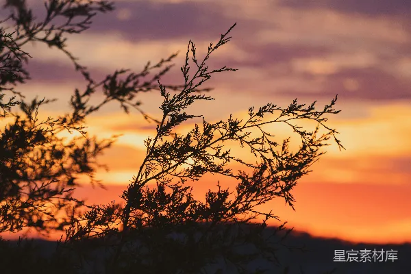 高清摄影 夕阳下植物的剪影