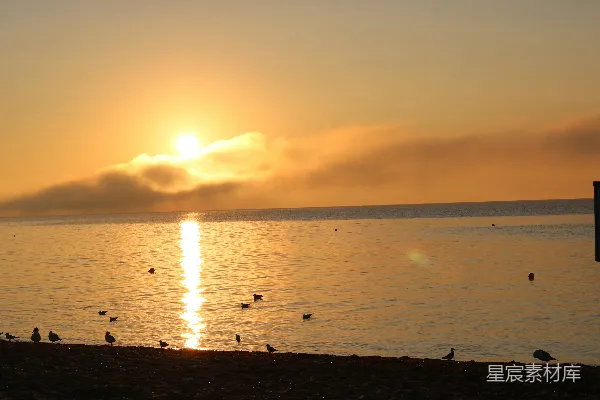 高清摄影 夕阳下的海面上的鸟儿