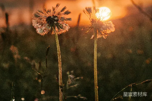 高清摄影 白天的白花绿叶