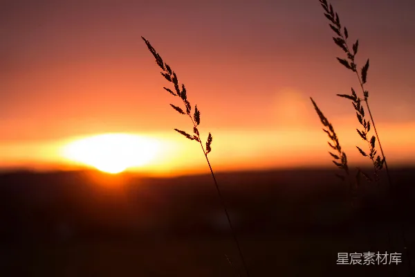 高清摄影 夕阳下植物的剪影