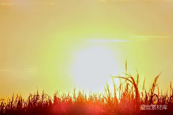 高清摄影 夕阳西下，笼罩在一片高草之上。