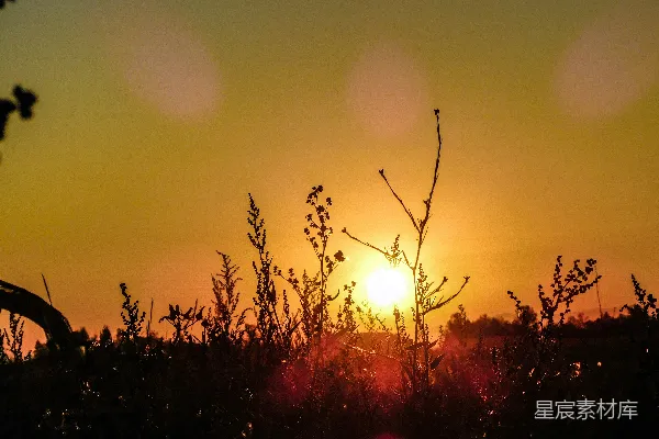 高清摄影 夕阳西下，笼罩着一片高高的草地。