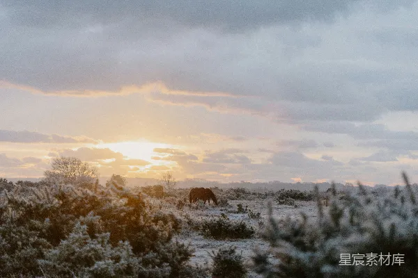 高清摄影 一片雪地，远处有一匹马。