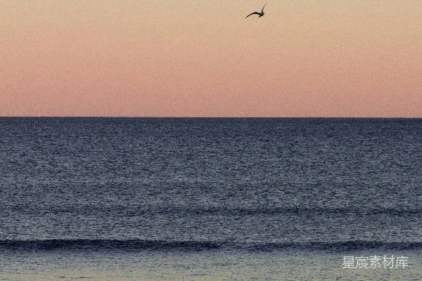高清摄影 夕阳下，一只鸟儿在海面上飞翔。