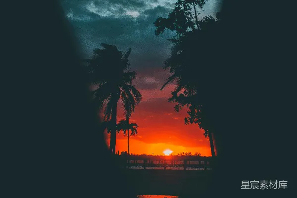 高清摄影 夕阳下，水边的一棵棕榈树