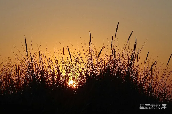高清摄影 夕阳下草的剪影