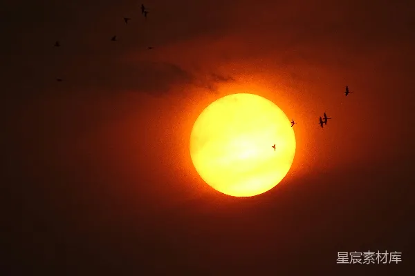 高清摄影 夕阳西下时，鸟儿在天空中飞翔。