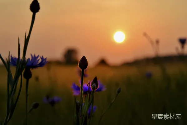 高清摄影 夕阳西下，田野上野花盛开。