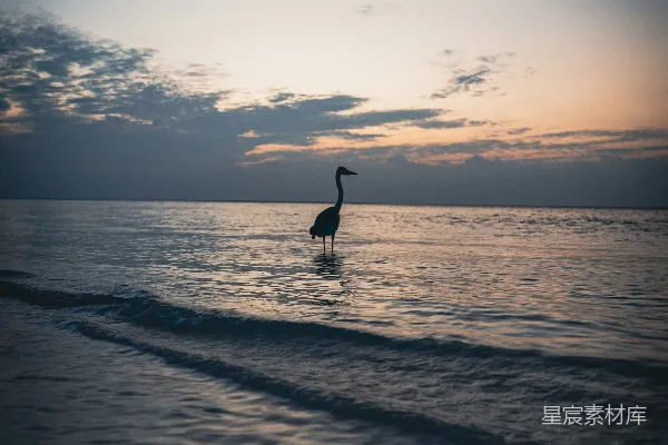 高清摄影 在夕阳下，一只孤独的白鹭站在海洋中。