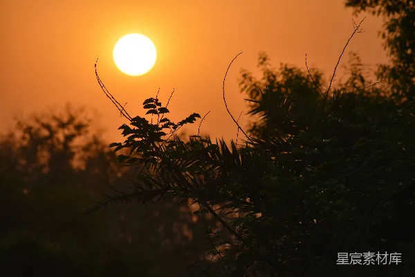 高清摄影 夕阳西下，树影婆娑。