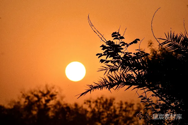 高清摄影 太阳正落在这棵树的树枝后面。