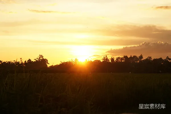 高清摄影 夕阳正在一片高草地上落下