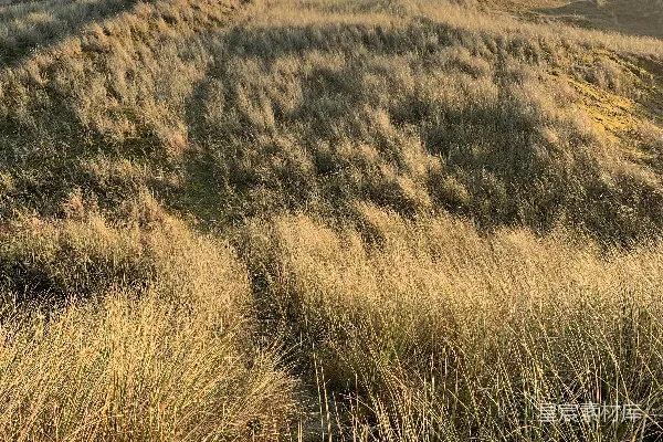 高清摄影 棕色草地山