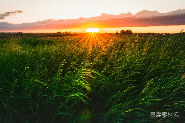 高清摄影 夕阳正洒在一片高草地上