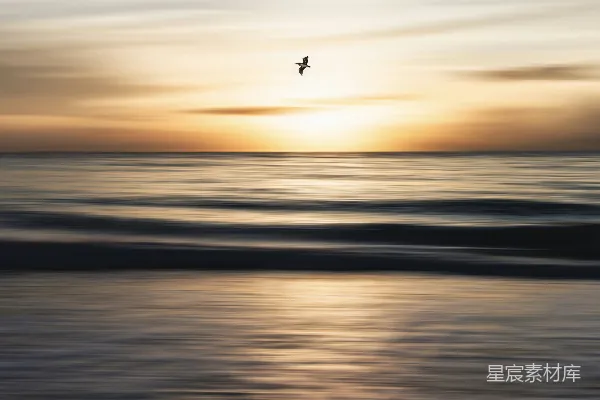 高清摄影 夕阳下，鸟儿在海面上飞翔的剪影。