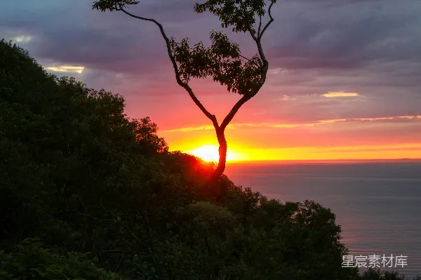 高清摄影 海洋上绚丽的夕阳，树的剪影在其中。