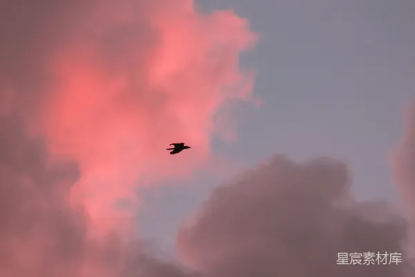 高清摄影 在夕阳下，一只鸟在云层中飞翔。