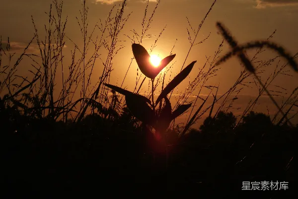 高清摄影 夕阳在高高的草丛后面落下