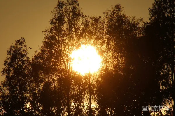 高清摄影 夕阳透过剪影的树木照耀