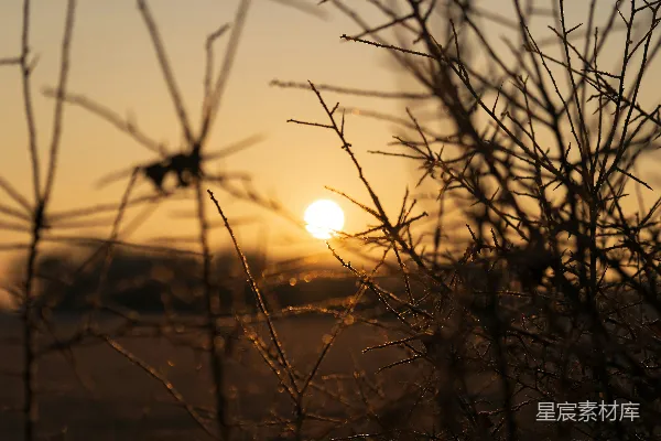 高清摄影 夕阳沉落在剪影的树枝和干草后面