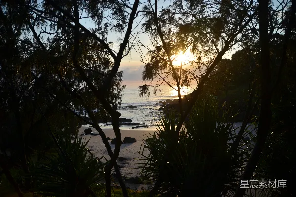 高清摄影 夕阳西下时，水边的绿树