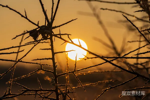 高清摄影 夕阳在黄昏时分落在荆棘枝条后面