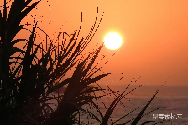高清摄影 夕阳正在海洋上落下，前景中有一棵棕榈树。