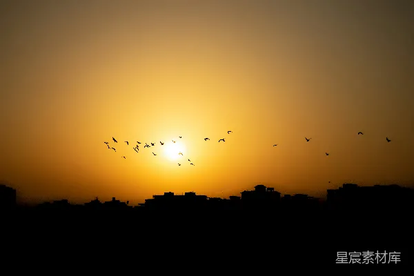 高清摄影 一群鸟在夕阳下飞过城市。