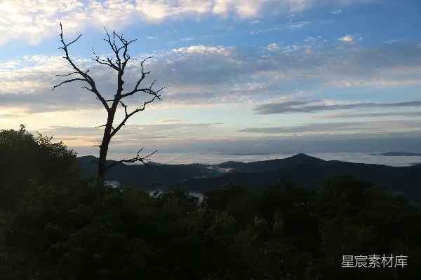 高清摄影 枯树剪影在阴云密布的天空下
