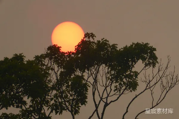 高清摄影 夕阳西下，映照在树木之上。