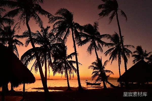 高清摄影 椰子树剪影在海滩上，夕阳西下。