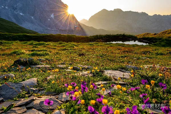 高清摄影 山旁的紫色花瓣花