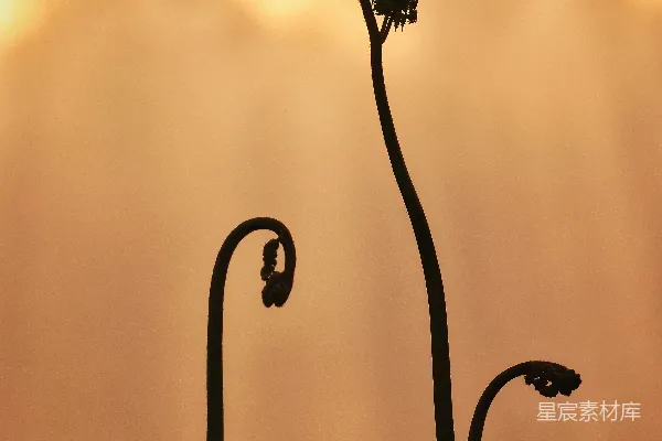 高清摄影 剪影植物映衬在温暖、多云的天空下。