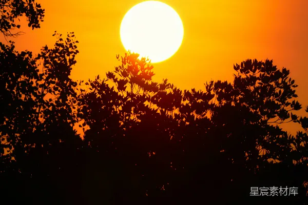 高清摄影 黄昏时分，明晃晃的太阳正挂在剪影的树木后面。