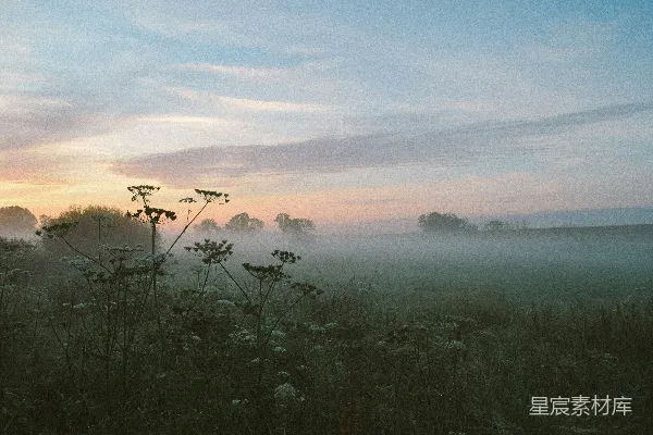 高清摄影 一个雾蒙蒙的田野，前景中有几朵花。