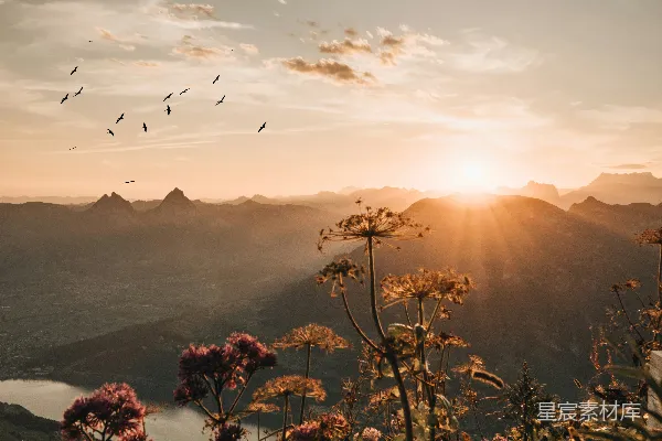 高清摄影 夕阳西下，山峦与花海相映成趣