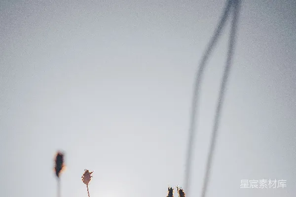 高清摄影 太阳透过高高的草丛照耀得非常明亮