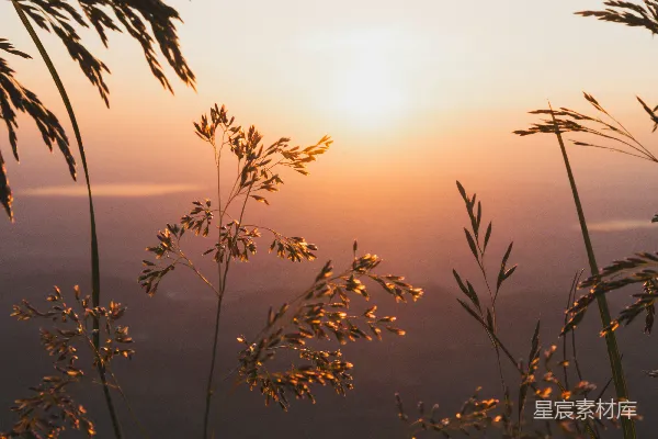 高清摄影 夕阳照耀在一片高高的草地上。