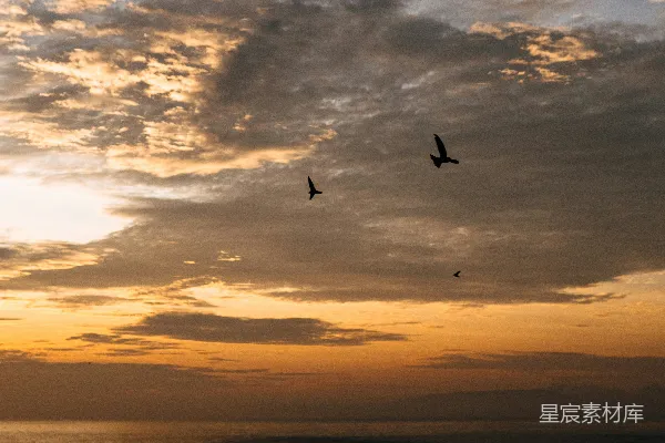 高清摄影 夕阳西下，鸟儿在空中飞翔。