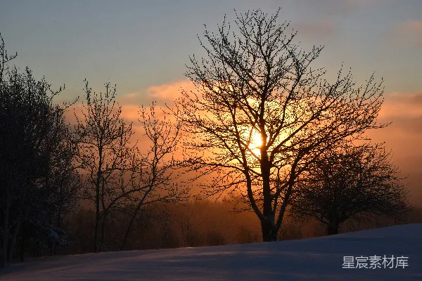 高清摄影 夕阳在雪后的树木后面落下