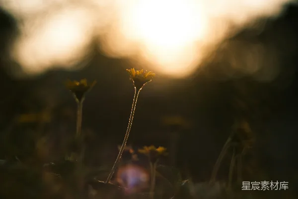 高清摄影 在温暖的夕阳光辉下，娇嫩的野花剪影。