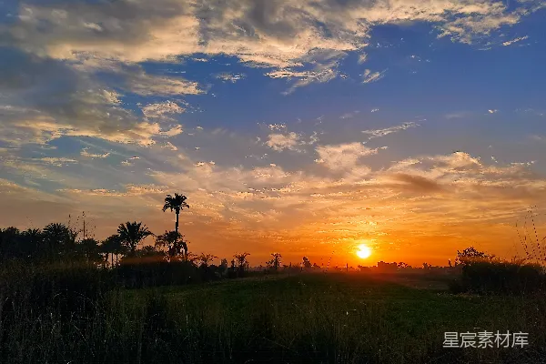 高清摄影 夕阳西下，田野上椰子树的影子渐渐拉长。
